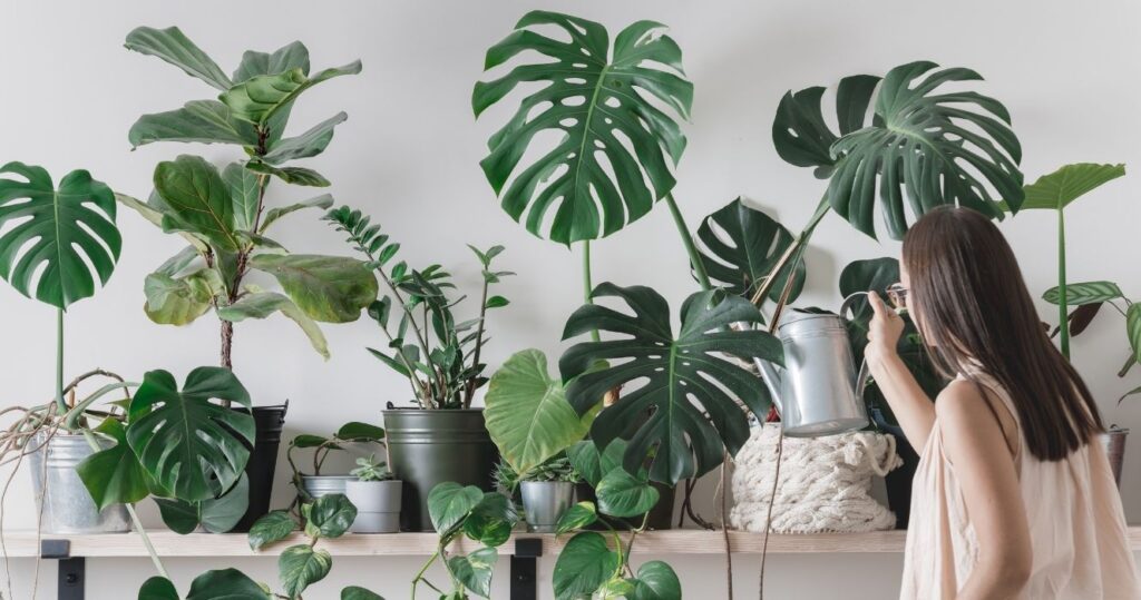 a woman watering her houseplants