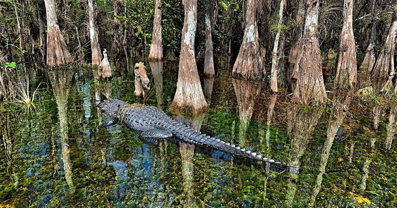 Peixes Boi Aerobarcos E Everglades Este Passeio Tem Tudo Em Orlando Revista Reportagem Social