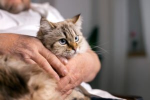 Comportamentos que indicam que seu gato pode estar doente 13